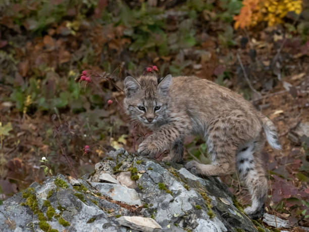 istock Bobcat Kitten Natural Autumn Setting on Top Rocky Hill 1186017591