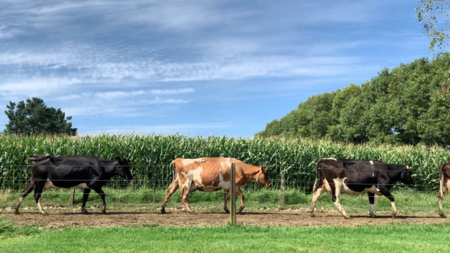 Slow mo - Cows walk out of the cowshed on an organic milk farm, Planted Corn crop growing in the background with blue sky and clouds.