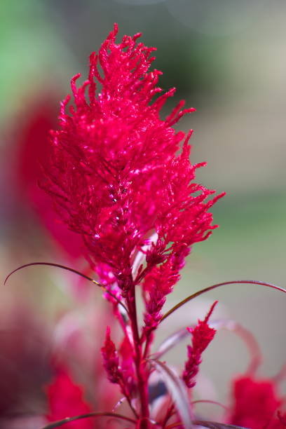 istock Isolated Celosia argentea or red cockscomb in autumn in Tokyo 1186020775