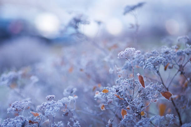 Hoarfrost on dry grass in meadow. Frost covered grass, wild flowers and bushes. First frost in autumn countryside meadow. Copy space stock photo