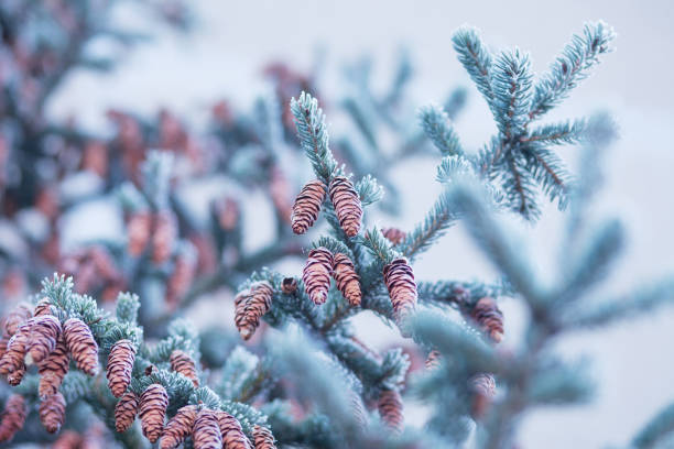 Frost on fir bumps and branches. Autumn or winter time