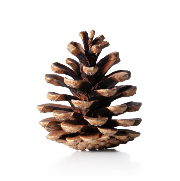 파인 콘 - brown pine cone seed plant 뉴스 사진 이미지