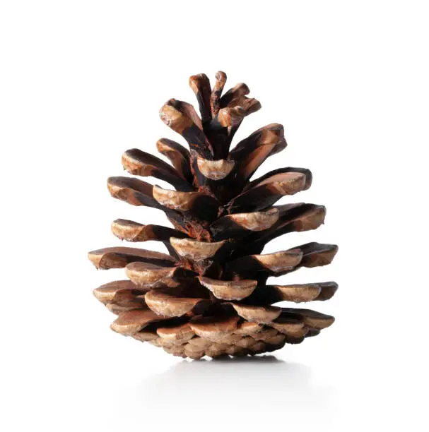 Pine cone on white background.