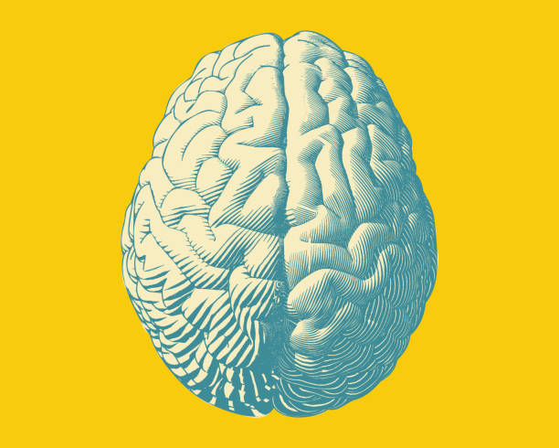 ilustrações, clipart, desenhos animados e ícones de gravura ilustração superior do cérebro da vista em bg amarelo - ilustração biomédica