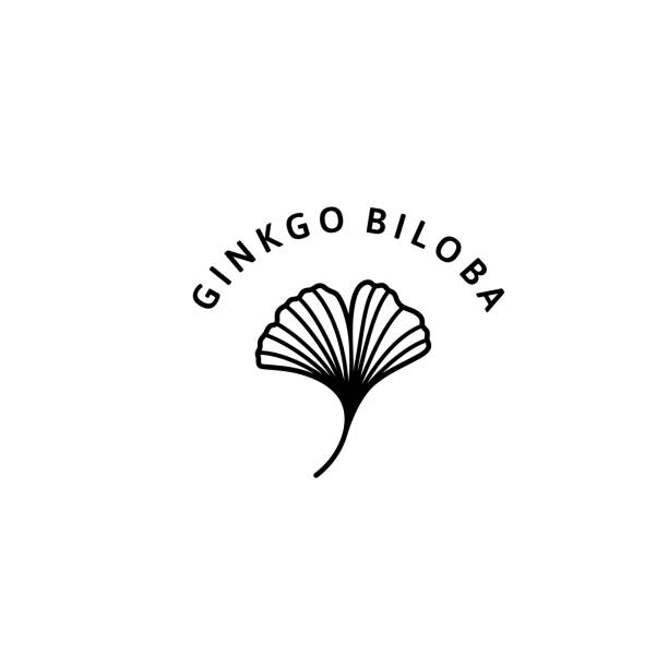 ilustrações, clipart, desenhos animados e ícones de ginkgo biloba leaf emblema orgânico de ervas e ícone no estilo linear minimalista da moda. emblema do logotipo do vetor de gingko. - ginkgo ginkgo tree leaf biloba