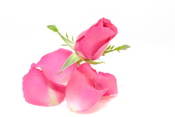 istock Roses and pink petals on a white background. 1186033339