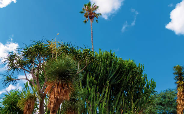 istock Trunks of palm trees as a natural background 1186034088