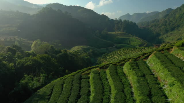 Aerial view of tea plantation terrace on mountain