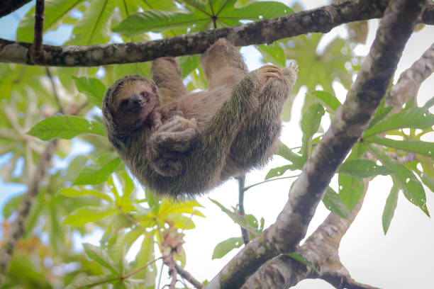 istock Mother and baby sloth 1186035366