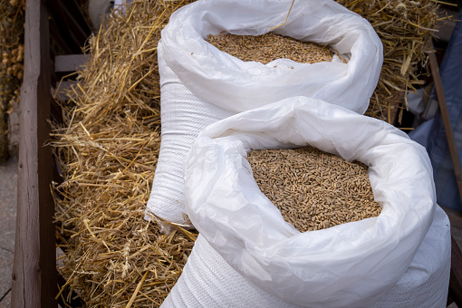 White textile sacks of fresh wheat seed or grain on loose dry hay in a rustic wooden wagon in a concept of farming and food production and winter feed for livestock