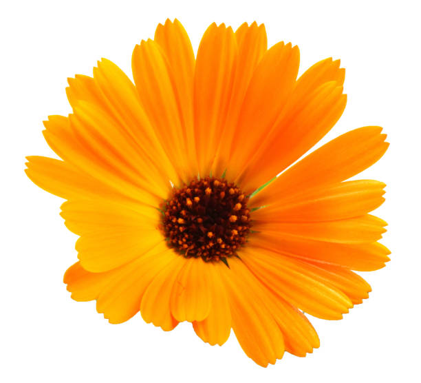 白い背景に美しい開花イエローマリーゴールド。カレンデュラ・オフィシナリス - nobody nature orange calendula arvensis ストックフォトと画像