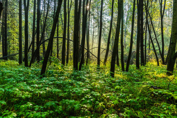istock Beautiful place in wild summer forest 1186038156