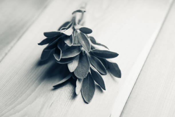 Bunch of fresh green sage leaves on the rustic background Bunch of fresh green sage leaves on the rustic background. Selective focus. Black and white image. tea crop photos stock pictures, royalty-free photos & images