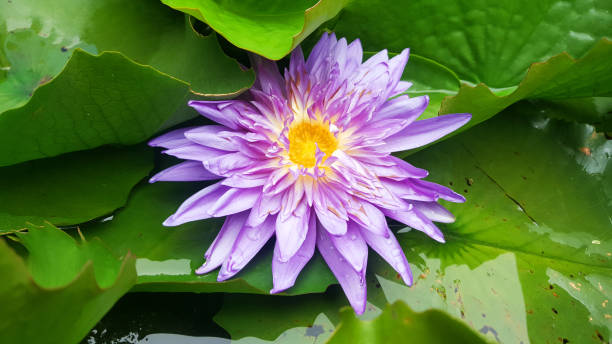 istock Beautiful Lotus flowers  nuture background. 1186040051