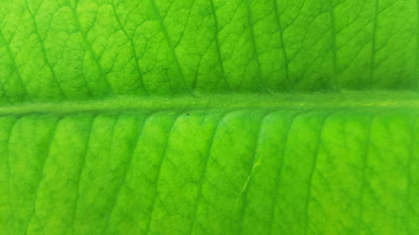 istock Green leaf background photography 1186040116