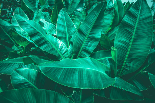 istock tropical banana leaf texture in garden 1186041960