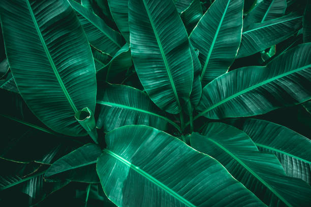 istock tropical banana leaf texture in garden 1186042127