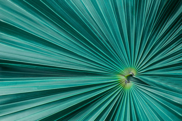 istock tropical palm leaf and shadow, abstract natural green background, dark blue tone 1186042197