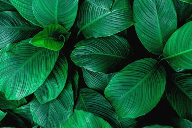 Photo of leaves of Spathiphyllum cannifolium, abstract green texture, nature background