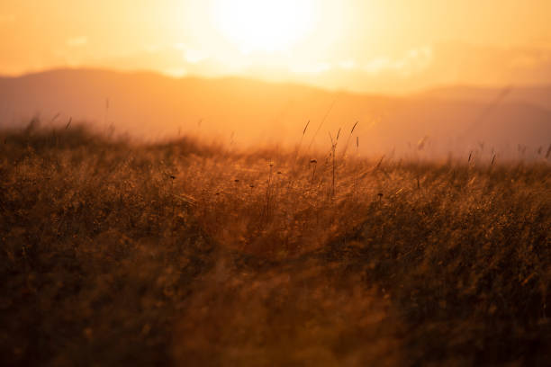 istock Sunset in rural area over autumn field. 1186043069