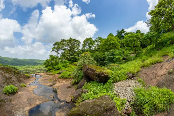 Photo of View of the tropical forest in the Sanjay Gandhi National Park Mumbai Maharashtra India. Near kanheri caves in mumbai India .