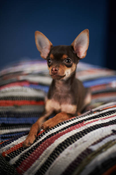 istock Beautiful Russian Toy Terrier sits on a striped plaid on a blue background. 1186046463