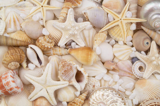 istock Seashells with starfishes and corals 1186046472
