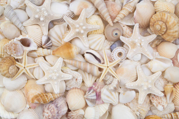 istock Seashells with starfishes and corals 1186046482