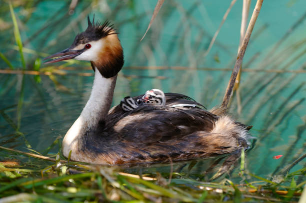 Great crested grebe with chick (Podiceps cristatus) Great crested grebe with chick (Podiceps cristatus) great crested grebe stock pictures, royalty-free photos & images