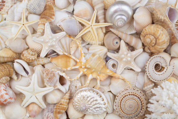 istock Seashells with starfishes and corals 1186046704