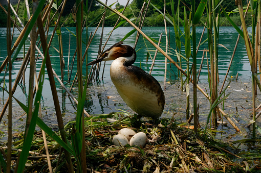 Great crested grebe at nest (Podiceps cristatus)