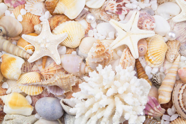 istock Many starfishes, seashells and corals with pearls 1186047169