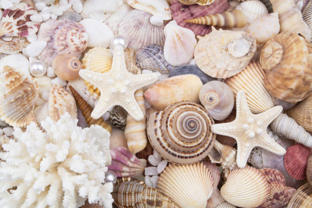 istock Many starfishes, seashells and corals with pearls 1186047210
