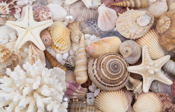 istock Many starfishes, seashells and corals with pearls 1186047508