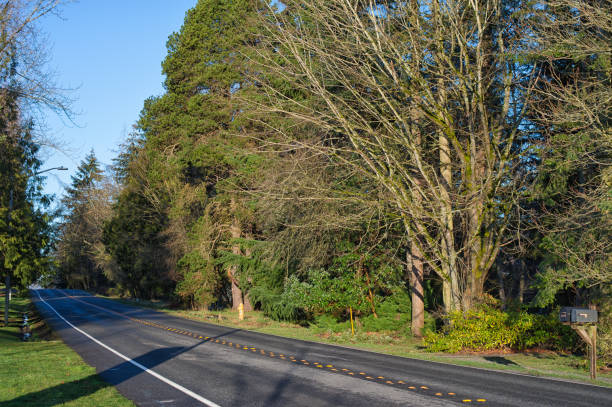 istock Winter Morning Lights on Bellevue Road 1186048163