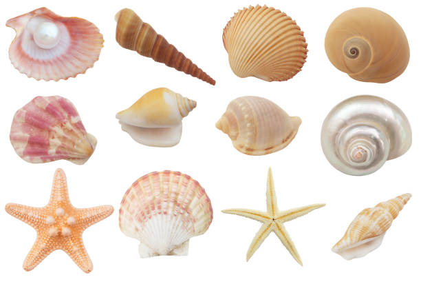 Assortment of seashells, coral and starfish isolated on white background stock photo