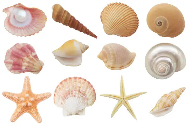 Photo of Assortment of seashells, coral and starfish isolated on white background