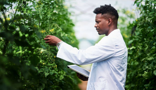 I  need to do more research regarding this plant Shot of a handsome young botanist using a digital tablet while working outdoors in nature agricultural science stock pictures, royalty-free photos & images