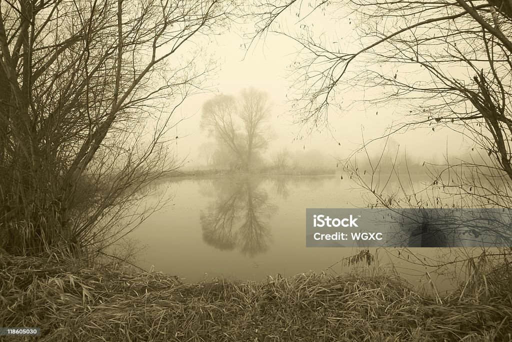 Árbol en la niebla - Foto de stock de Agua estancada libre de derechos