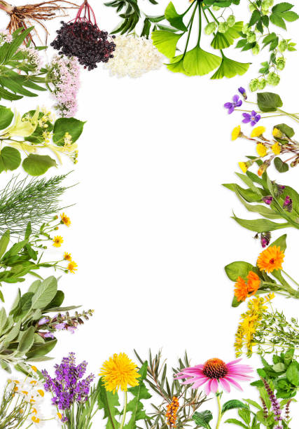 rama z głównymi roślinami leczniczymi - chamomile chamomile plant herbal medicine flower zdjęcia i obrazy z banku zdjęć