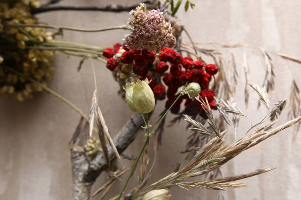 istock dry grass for an interior designer 1186050617
