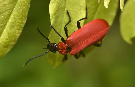 Black-Headed Cardinal Beetle. Pyrochroa coccinea.