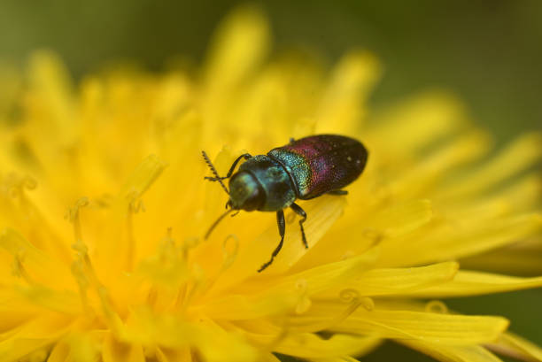 istock A colored beetle sits on a bright yellow flower. Selective focus 1186051260