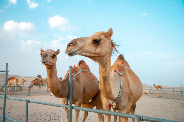 istock Dromedary camels in corral 1186051640