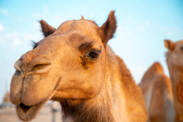 istock Close-up of camel head 1186051674