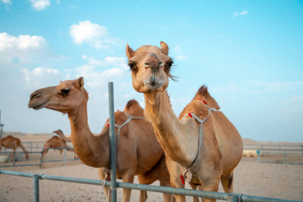 istock Camels in corral 1186051691