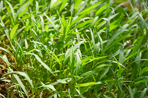 Water spinach, water morning glory vegetable garden background.