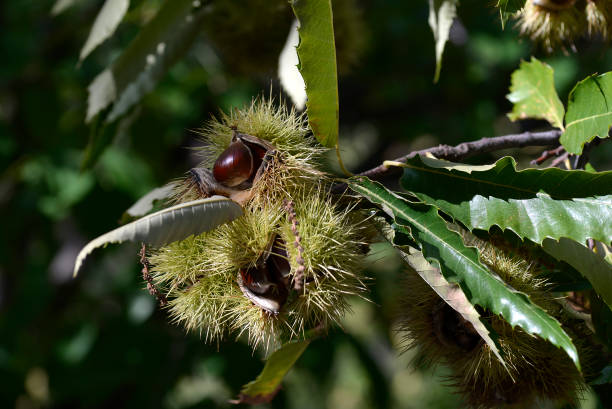istock chestnut hedgehog. Castanea sativa, the chestnut tree 1186054347