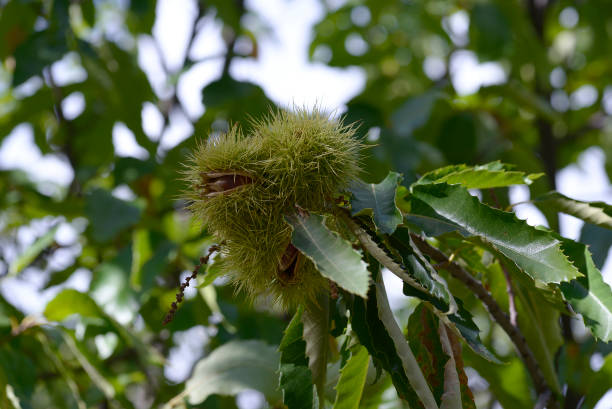 istock chestnut hedgehog. Castanea sativa, the chestnut tree 1186054394
