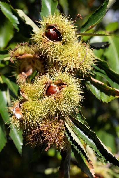 istock chestnut hedgehog. Castanea sativa, the chestnut tree 1186054440